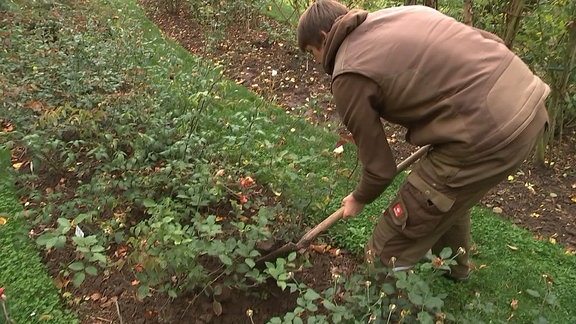 Gärtner bedeckt Rosen im Wurzelbereich mit Erde