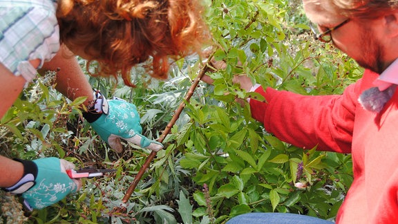 Die Gartenfachberaterin Brigitte Goss und der MDR Gartenmoderator Jens Haentzschel schneiden eine verblühte Rose zurück