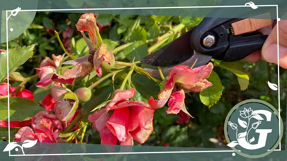 Eine Schere schneidet verblühte Rosenblüten ab