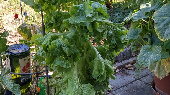 Eine Salatpflanze mit hängenden Blättern nach einem heißen, trockenen Tag