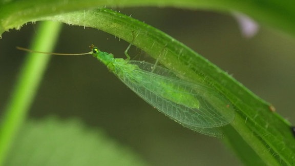 Ausgewachsene, grüne Florfliege mit großen, filigranen Flügeln an einem Pflanzenstängel