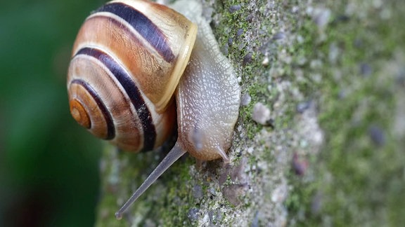 Gehäuse-Schnecke frisst Algen an einer Wand