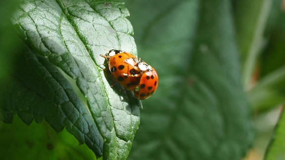 Zwei Asiatische Harlekinmarienkäfer bei der Paarung.