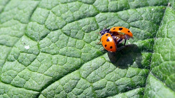 Flach-Marienkäfer mit ausgebreiteten Flügeln.