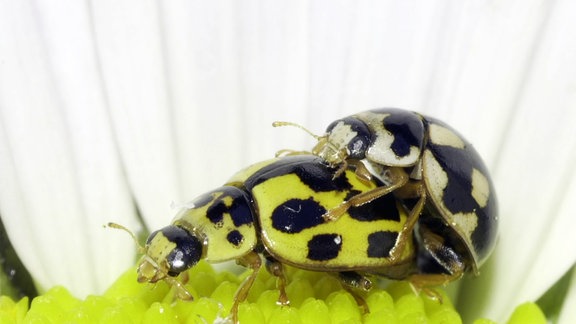 Zwei Vierzehnpunkt-Marienkäfer bei der Paarung.