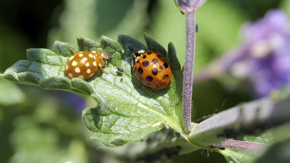 Vierzehntropfiger Marienkäfer mit anderem Marienkäfer.