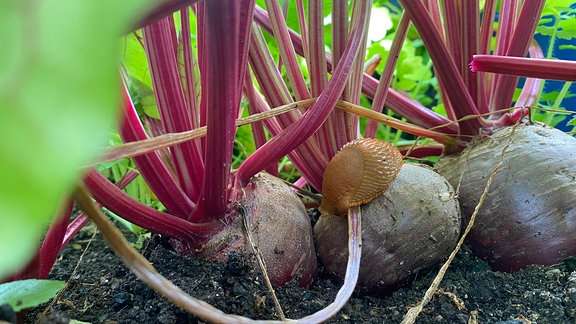 Rote Bete mit Nacktschnecke