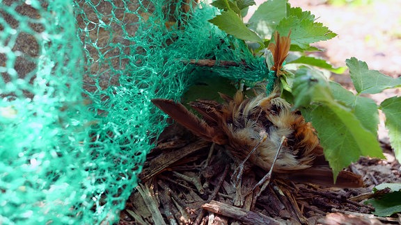 Ein Vogel hat sich in einem grünen, grobmaschigem Netz verfangen.