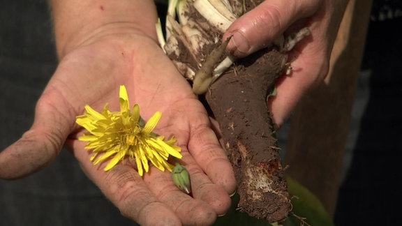 Schwarzwurzel mit Blüte