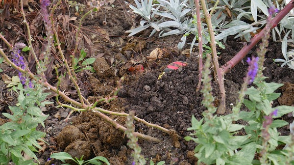 Zwischen verschiedenen Pflanzen wächst eine Rose aus der Erde. Um sie herum ist Erde gemischt mit Pferdemist angehäufelt.