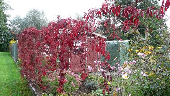 Vollherbst im Garten