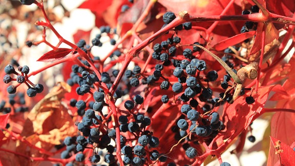 Vollherbst im Garten