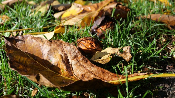 Vollherbst im Garten