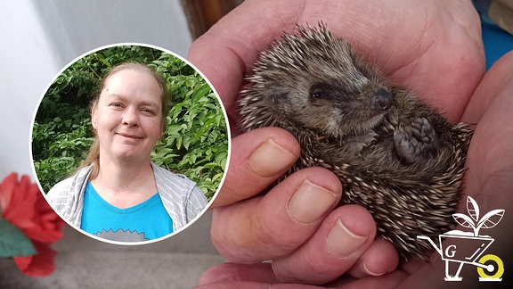 Zwei Hände halten einen kleinen Igel. In einem Kreis ist eine Frau zu sehen. Das ist Sandra Reichmann vom Verein Igelherzen Nordthüringen.