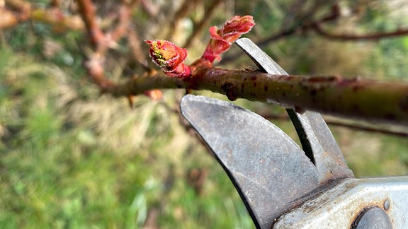 Geöffnete Rosenschere an einem Rosenaustrieb