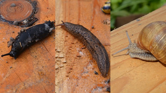 3 Schnecken: nacktschnecke, Tigerschnecke, Weinbergschnecke