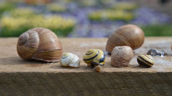 Verschiedene Schnecken sitzen auf einem Brett