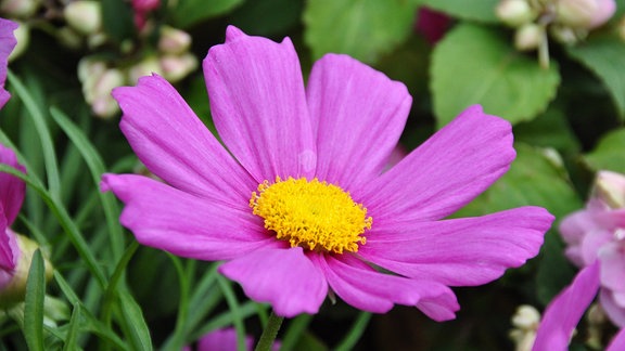 Eine offene lilafarbene Blüte mit gelbem Stempel.