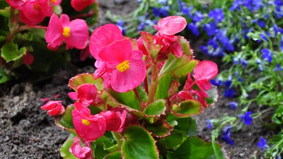 Eine Blume mit rosa Blüten und grünen Blättern in einem Beet. Im Hintergrund sind kleine, blaue Blüten zu sehen. 