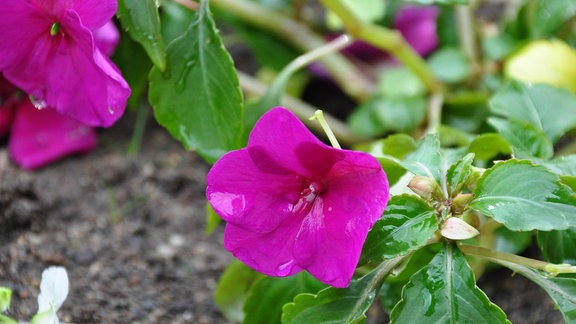 Lilafarbene Blüte mit Regentropfen in Nahaufnahme. 