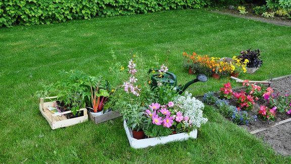 Sommerblumen stehen in Stiegen auf einer Wiese. Es ist ein Beet und eine Gießkanne zu sehen. 