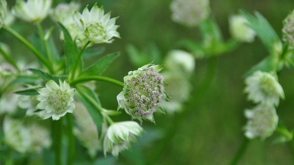 Weiße Blüten einer Sternendolde in Nahaufnahme 