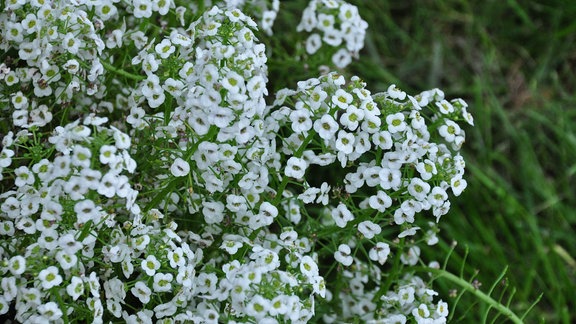 Kleine, weiße Blüten in der Nahaufnahme. 