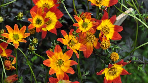 Große, rot-gelbe Blüten in der Nahaufnahme. 