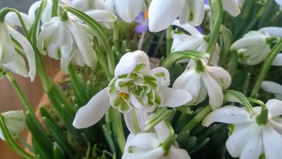 Schneeglöckchen (Galanthus)