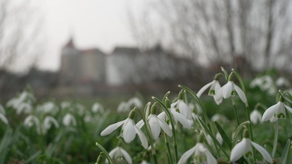 Im Vordergrund Schneeglöckchen, dahinter die Stadtsilhouette von Torgau.