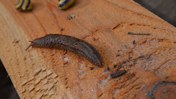 Schnecke mit schwarzen Tupfen