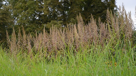 Schönes hohes Gras mit einer Federartigen Blüte