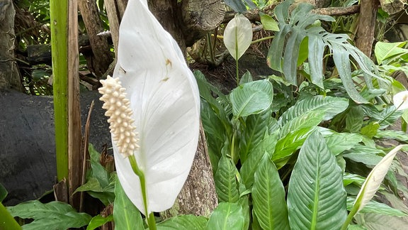 Spathiphyllum auch Scheidenblatt oder Einblatt mit Blüte.