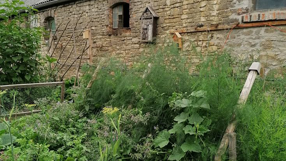 Grüne Pflanzen in einem Garten, im Hintergrund ein Gebäude