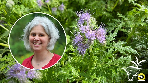 Teaserbild Gartenpodcast: Im Hintergrund ist eine Phaceliablüte zu sehen, darüber ist in einem Kreis das Portrait einer Frau zu sehen (Podcastgast Isolde Keil-Vierheilig).