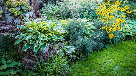 Traumgarten in Schonungen: Ein Staudenbeet mit Hortensien, Funkien (Hostas) und Sonnenhut (Rudbeckia).