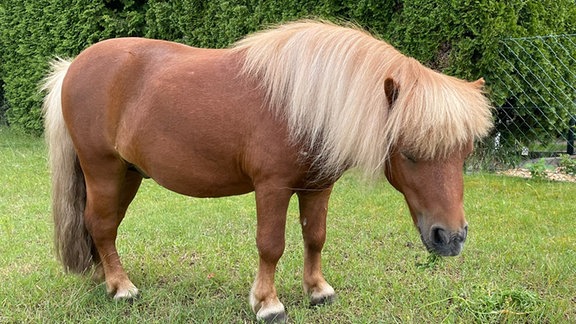 Verschiedene Tiere in einer Collage: Henne, Schaf, Waschbär, Hund, Pferde