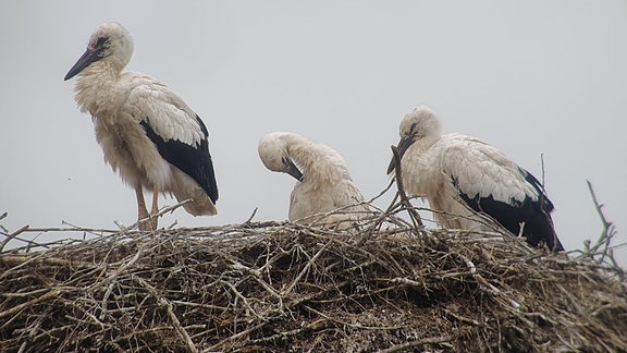 Drei Storchenbabys in einem Nest