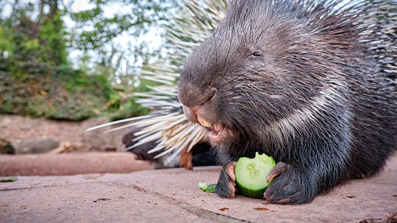  Indisches Weißschwanz - Stachelschwein