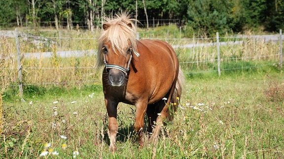 Shetland Pony