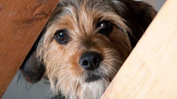 Ein kleiner Terrier schaut zwischen zwei Holzstreben hervor.