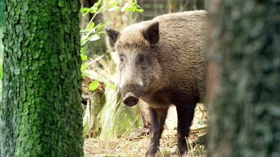 Wildschwein