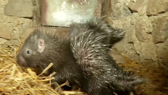 ein junges Stachelschwein