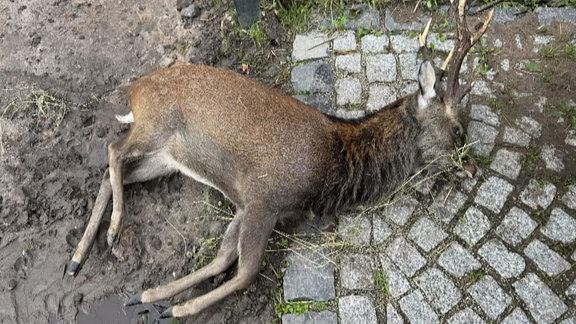 Ein toter Hirsch