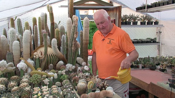 Ein Mann giesst Kakteen mit einer kleinen gelben Kanne.