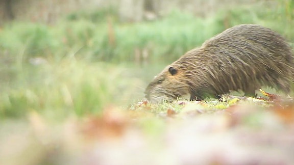 ein Nutria auf einer Wiese