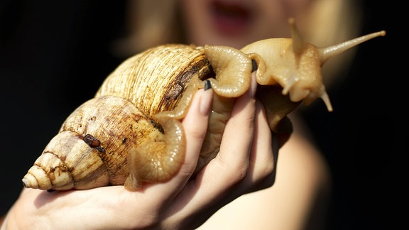 Eine Frau hält eine afrikanischer Achatschnecke (Achatinidae) in der Hand.