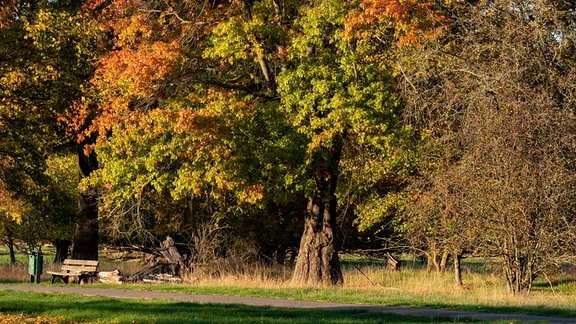 Roteichen im Herrenkrugpark