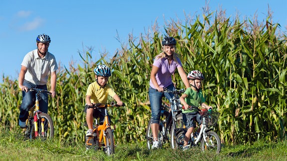 Familie radelt - Vater, Mutter und zwei Söhne vor einem Maisfeld.