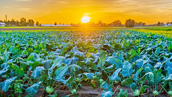 Ein Kohlrabifeld 